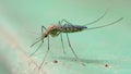 Culex pipiens fatigans mosquito